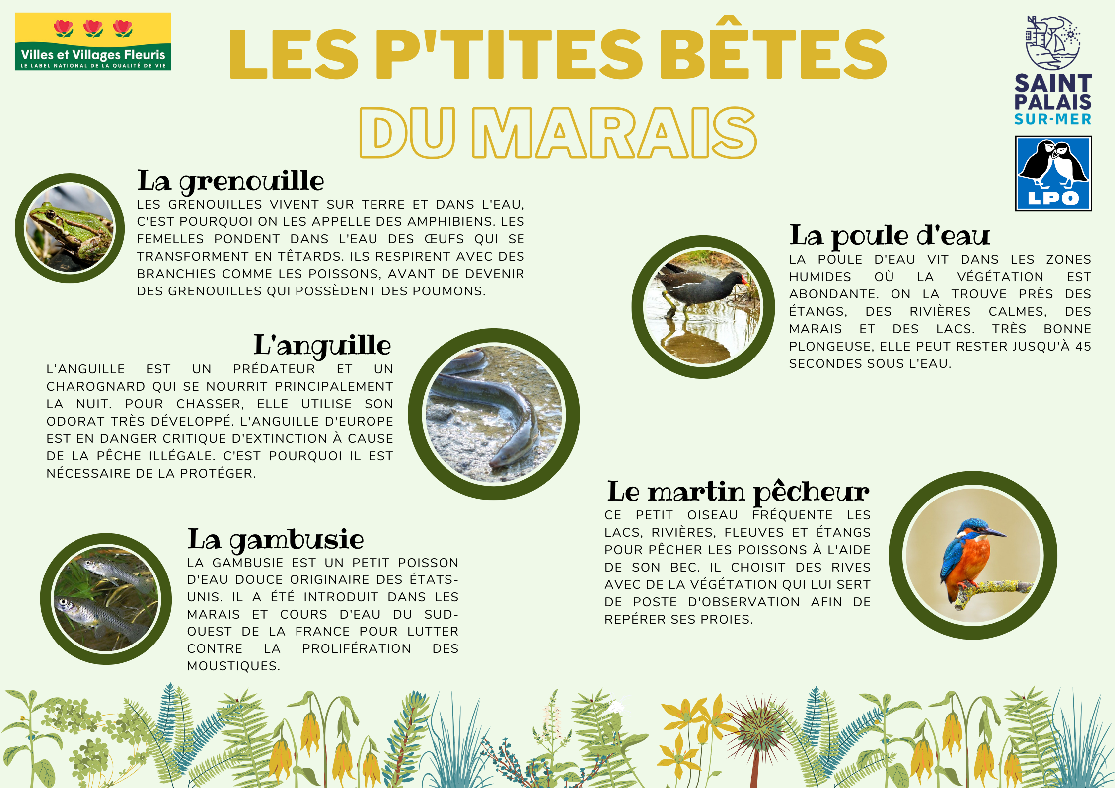 « Lagunage et biodiversité » — Panneaux explicatifs - Image 3